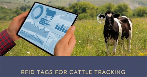 cattle rfid system|livestock tagging system.